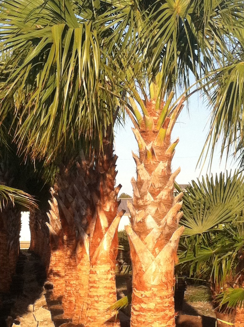 Garners Ferry Landscape Supply Mulch Columbia SC, Palm Trees Columbia